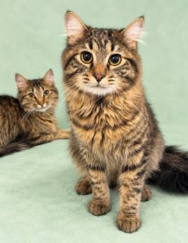 Damien -  Domestic Medium Hair Cat for Adoption in Rock Springs, Wyoming - Damien | PetCurious