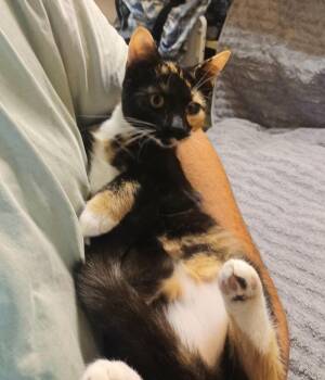 Stella -  Domestic Short Hair Cat for Adoption in Winchester, Virginia - Stella | PetCurious