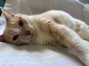 Domestic Short Hair Cats Available for Adoption in Boca Raton, Florida - LOCAL IN NE Honey - The Most Deserving Girl | PetCurious