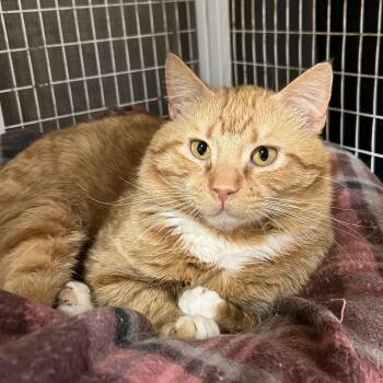 Atlas -  Domestic Short Hair Cat Available for Adoption in Spencer, Iowa - Atlas | PetCurious