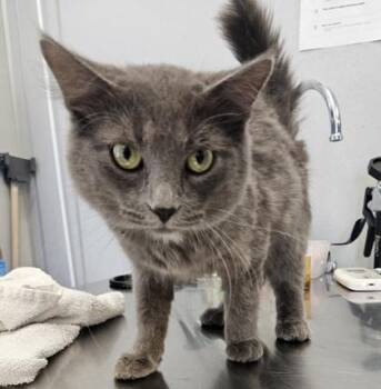 Dutton -  Domestic Medium Hair and Domestic Short Hair Cat for Adoption in Lafayette, Indiana - Dutton | PetCurious