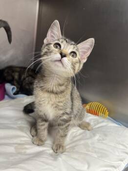 London -  Tabby Cat for Adoption in Stockton, California - London | PetCurious