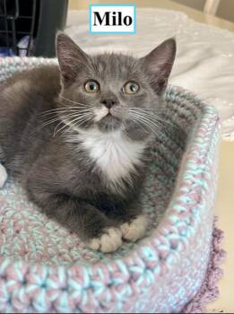 Milo -  Domestic Short Hair Cat for Adoption in Oradell, New Jersey - Milo | PetCurious