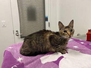 Zooble -  Domestic Short Hair Cat for Adoption in Kansas City, Missouri - Zooble | PetCurious