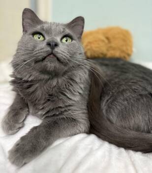 Domestic Medium Hair and Russian Blue Cats Available for Adoption - Milo | PetCurious