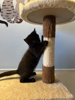 Jarrell -  Domestic Short Hair Cat for Adoption in Sparta, Illinois - Jarrell | PetCurious