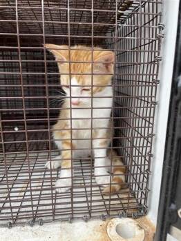 A658977 -  Domestic Short Hair Cat for Adoption in Houston, Texas - A658977 | PetCurious