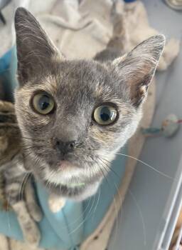 Rescue Domestic Short Hair Cats for Adoption in San Diego, California - Dovey (Fka Marnie) | PetCurious