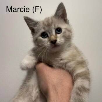 Marcie -  Domestic Short Hair Cat for Adoption in Chilliwack, British Columbia - Marcie | PetCurious