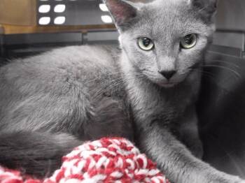 TRICERATOPS -  Domestic Short Hair Cat for Adoption in Omaha, Nebraska - TRICERATOPS | PetCurious