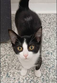 Domestic Short Hair Cats Available for Adoption in Bay City, Michigan - Andrew | PetCurious