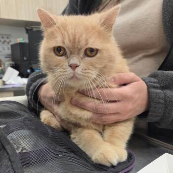 Theodore -  British Shorthair Cat for Adoption in Chattanooga, Tennessee - Theodore | PetCurious