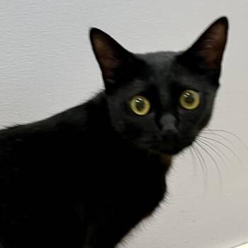 Domestic Short Hair Cats Available for Adoption in Temecula, California - Raven | PetCurious
