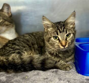 Rescue Domestic Medium Hair Cats for Adoption in Danielsville, Georgia - Leah | PetCurious