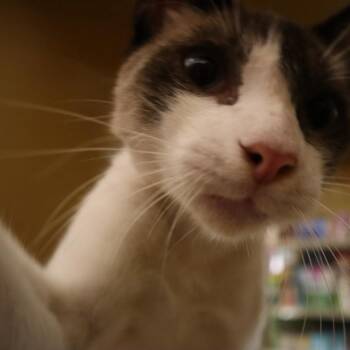 Alejo -  Siamese Cat for Adoption in San Juan, San Juan - Alejo | PetCurious