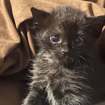 Spooky -  Domestic Short Hair Cat for Adoption - Spooky | PetCurious