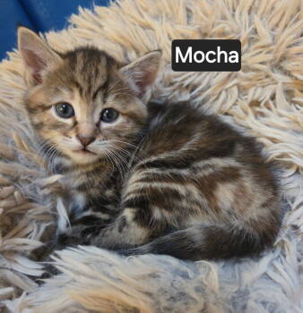 Rescue Domestic Short Hair Cats for Adoption in Telford, Pennsylvania - Mocha (Lehigh Litter) | PetCurious