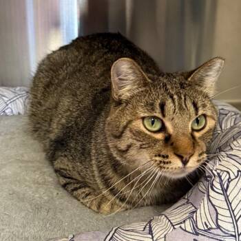 Sullivan "Sully" -  Domestic Short Hair Cat for Adoption in Spokane, Washington - Sullivan "Sully" | PetCurious