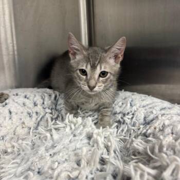 Alvin -  Domestic Short Hair Cat for Adoption in Lakeland, Florida - Alvin | PetCurious