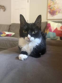 Arya -  Domestic Short Hair Cat for Adoption in Waltham, Massachusetts - Arya | PetCurious