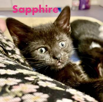 Sapphire -  Domestic Short Hair Cat for Adoption in Reston, Virginia - Sapphire | PetCurious