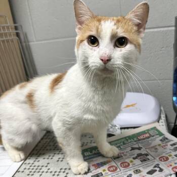 Domestic Short Hair Cats Available for Adoption in Galax, Virginia - Forrest | PetCurious