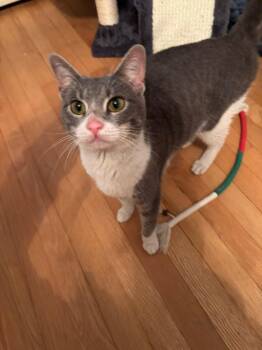 Domestic Short Hair Cats Available for Adoption in Enfield, Connecticut - Hope  | PetCurious