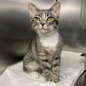 Sunshine -  Domestic Short Hair Cat for Adoption in Palm Springs, California - Sunshine | PetCurious