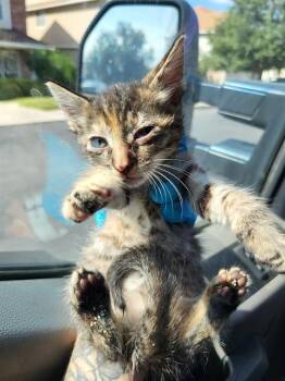 SUNFLOWER -  Domestic Short Hair Cat for Adoption in San Antonio, Texas - SUNFLOWER | PetCurious