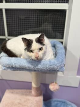 Rescue Domestic Short Hair Cats for Adoption in Coalhurst, Alberta - Samuel | PetCurious