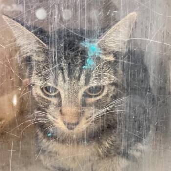 Spring Roll -  Domestic Short Hair Cat for Adoption in Philadelphia, Pennsylvania - Spring Roll | PetCurious