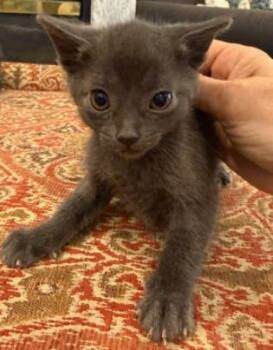 Miffy -  Domestic Short Hair Cat Available for Adoption in Georgina, Ontario - Miffy | PetCurious