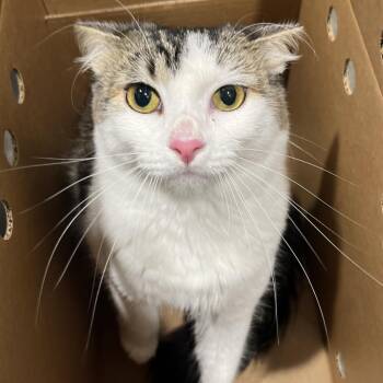 Nancy -  Domestic Short Hair Cat for Adoption in Tampa, Florida - Nancy | PetCurious
