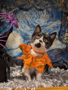 Miles -  Domestic Short Hair Cat for Adoption in Fremont, California - Miles | PetCurious