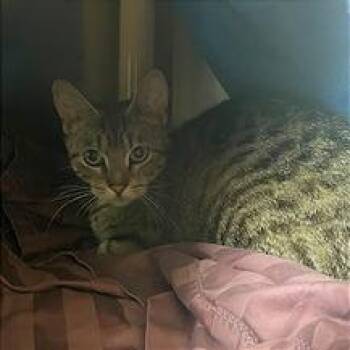 Domestic Short Hair Cats Available for Adoption in Philadelphia, Pennsylvania - Chrysalis | PetCurious