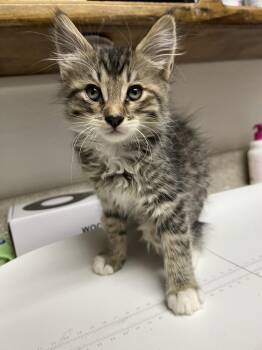 Domestic Medium Hair Cats Available for Adoption in Oakdale, California - Waffles | PetCurious