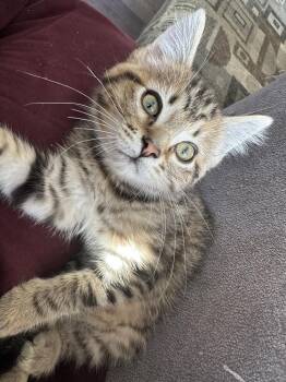 Emma Peppers -  Domestic Medium Hair Cat for Adoption in Mishawaka, Indiana - Emma Peppers | PetCurious