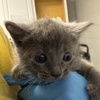 Samoa -  Domestic Short Hair Cat for Adoption in Greenville, South Carolina - Samoa | PetCurious