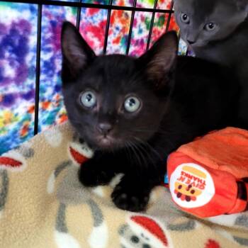 Gary -  Domestic Short Hair Cat for Adoption in Belfair, Washington - Gary | PetCurious