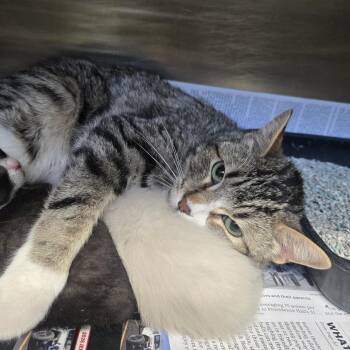 Hopscotch -  Domestic Short Hair Cat for Adoption in Murray, Utah - Hopscotch | PetCurious