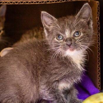 Hint -  Domestic Short Hair Cat for Adoption in Hattiesburg, Mississippi - Hint | PetCurious
