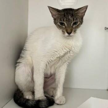 Lennon -  Domestic Short Hair Cat for Adoption in Phoenixville, Pennsylvania - Lennon | PetCurious