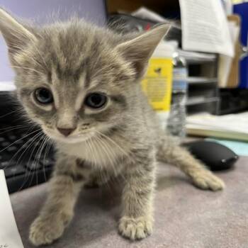Priscilla -  Domestic Short Hair Cat for Adoption in Marble, North Carolina - Priscilla | PetCurious