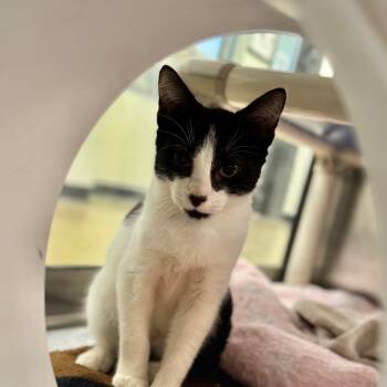 Rescue Domestic Short Hair Cats for Adoption in York, Pennsylvania - Mini | PetCurious