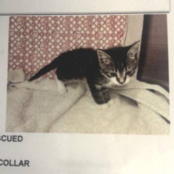 Magellan -  American Shorthair Cat for Adoption in Freeport, Florida - Magellan | PetCurious
