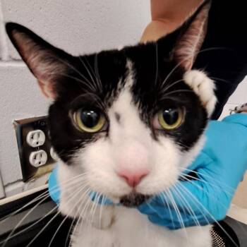 Prince -  Domestic Short Hair Cat for Adoption in West Palm Beach, Florida - Prince | PetCurious