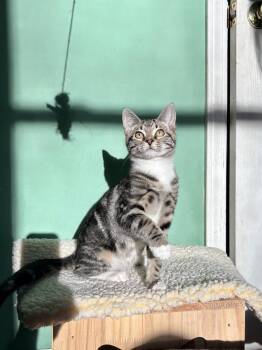 Domestic Short Hair Cats Available for Adoption in Jackson, Georgia - Spanky | PetCurious
