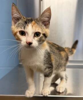 CLOVER -  Domestic Short Hair Cat for Adoption in Minneapolis, Minnesota - CLOVER | PetCurious