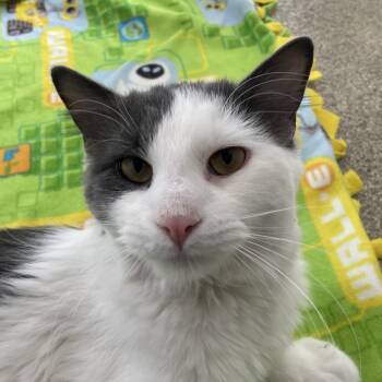 Domestic Long Hair Cats Available for Adoption - Opurr Winfurry | PetCurious