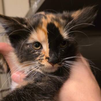 Piper -  Domestic Long Hair Cat for Adoption in Council Bluffs, Iowa - Piper | PetCurious